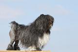 PETIT CHIEN LION 150